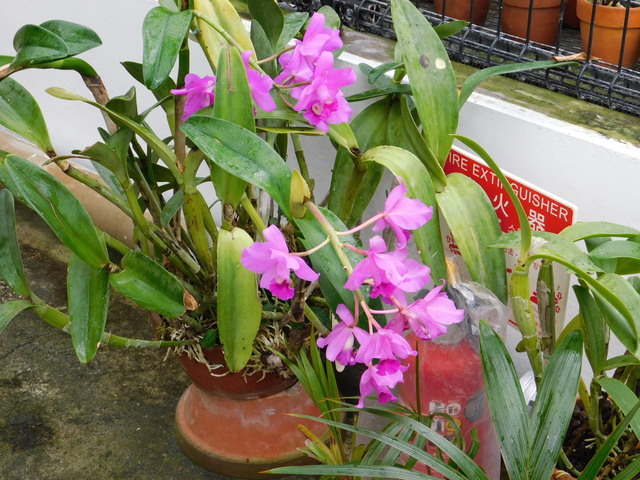DSCN8575.JPG