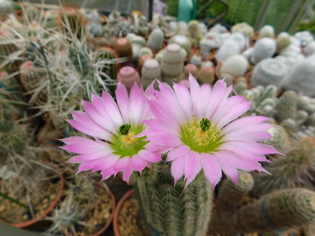 DSCN8587.JPG