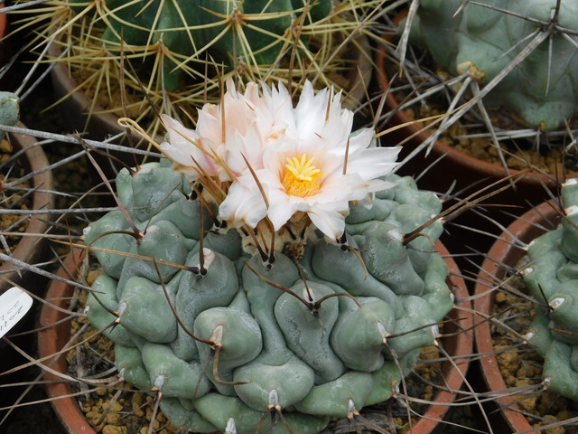 DSCN8589.JPG