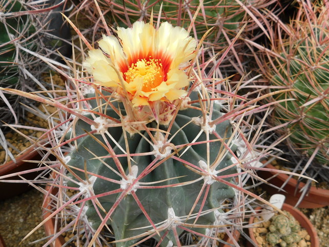 DSCN8607.JPG