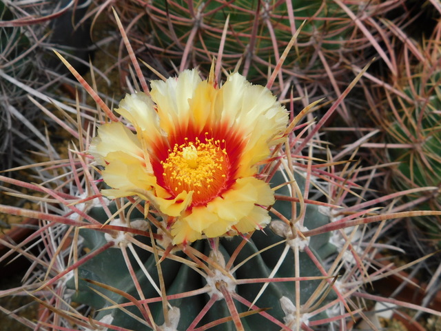 DSCN8609.JPG
