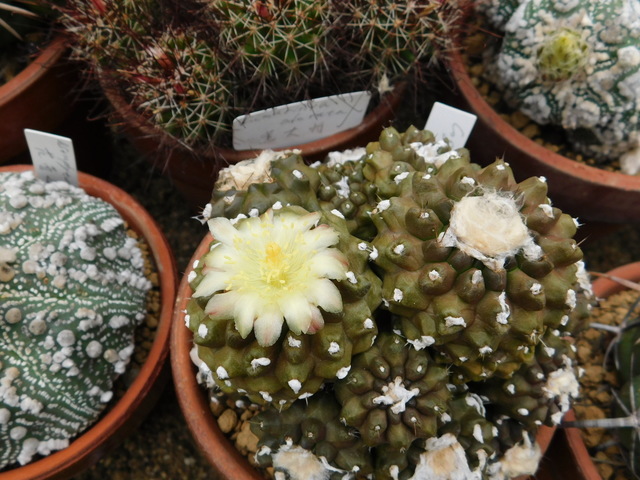 DSCN8611.JPG