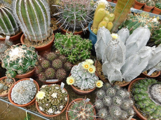 DSCN8617.JPG