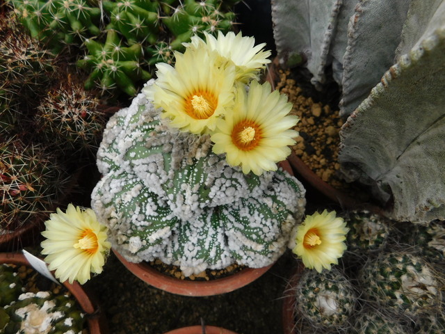 DSCN8619.JPG