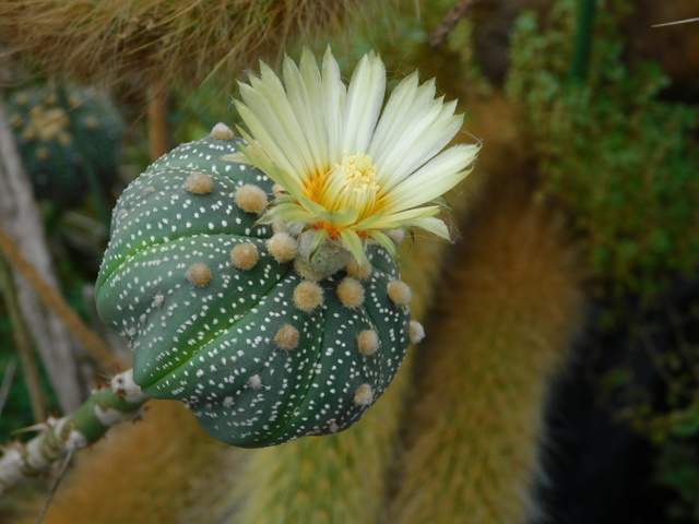 DSCN8623.JPG