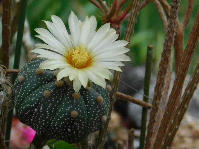 DSCN8626.JPG