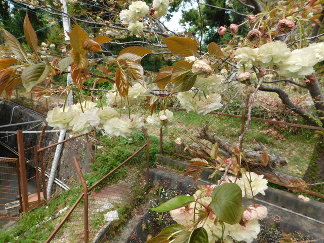 DSCN8656.JPG