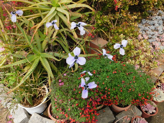 DSCN8663.JPG