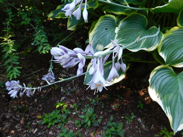 DSCN8667.JPG