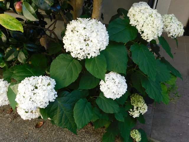 DSCN8675.JPG