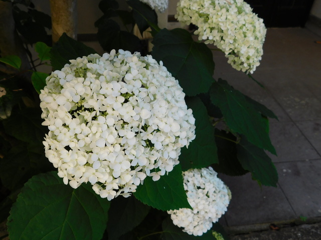 DSCN8677.JPG