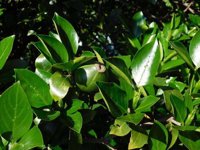DSCN8699.JPG