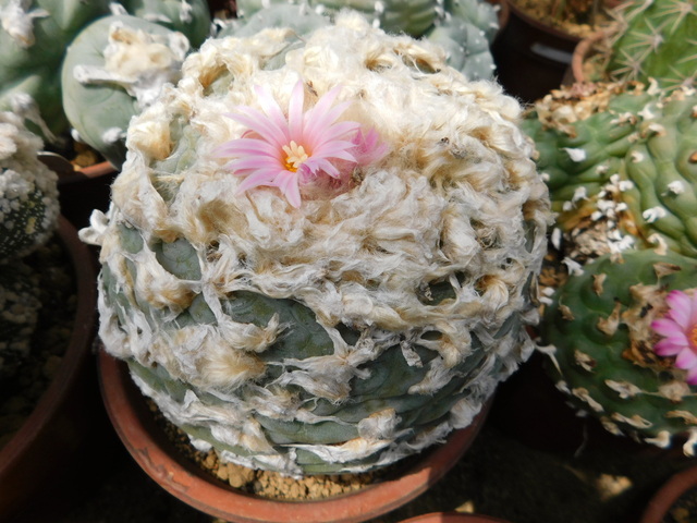 DSCN8746.JPG