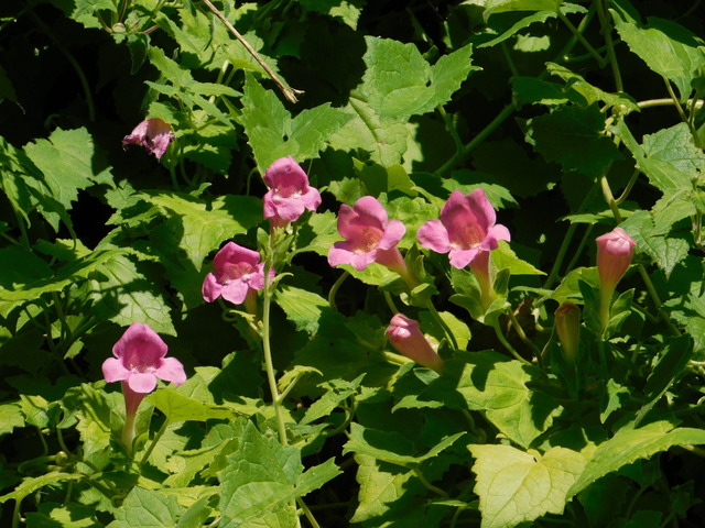 DSCN8748.JPG