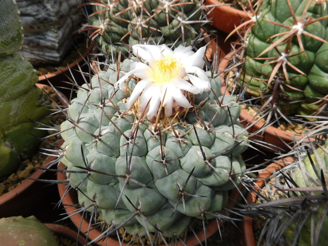 DSCN8750.JPG