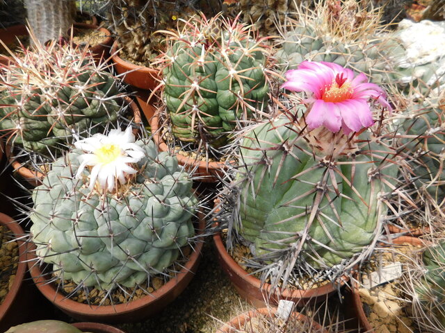DSCN8751.JPG