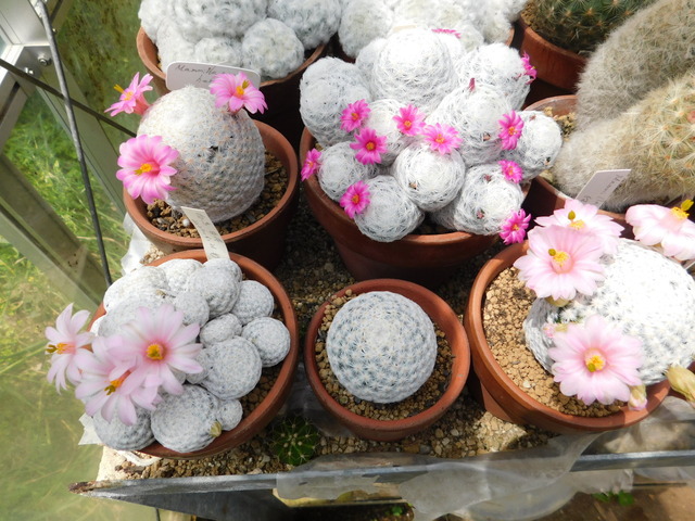 DSCN8756.JPG