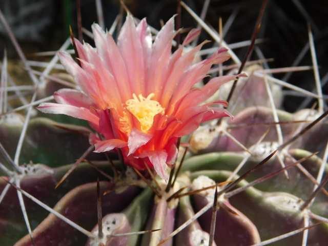 DSCN8794.JPG