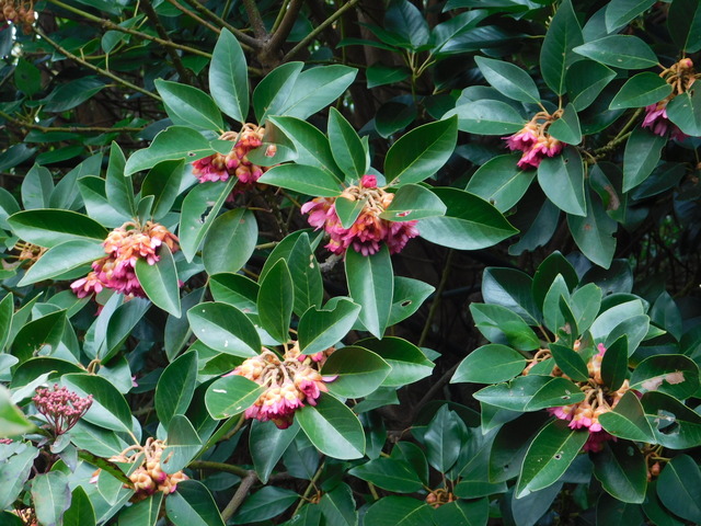 ライオンゴロシの到来: 学芸員の独り言