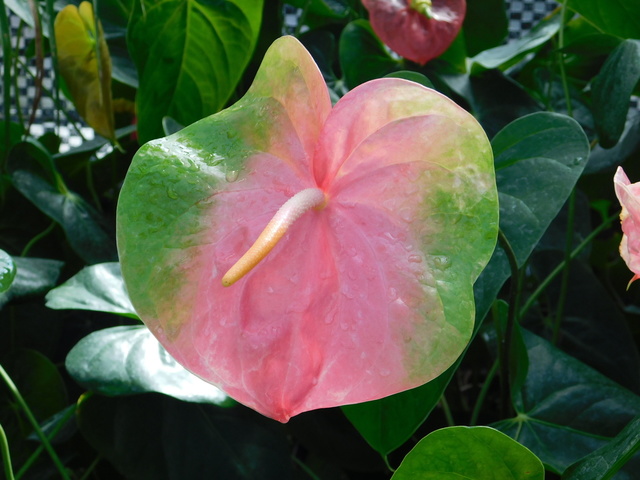 DSCN9058.JPG