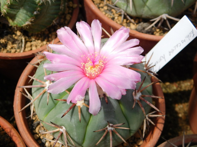 太平丸 Shabomaniac! 太平丸の顔。