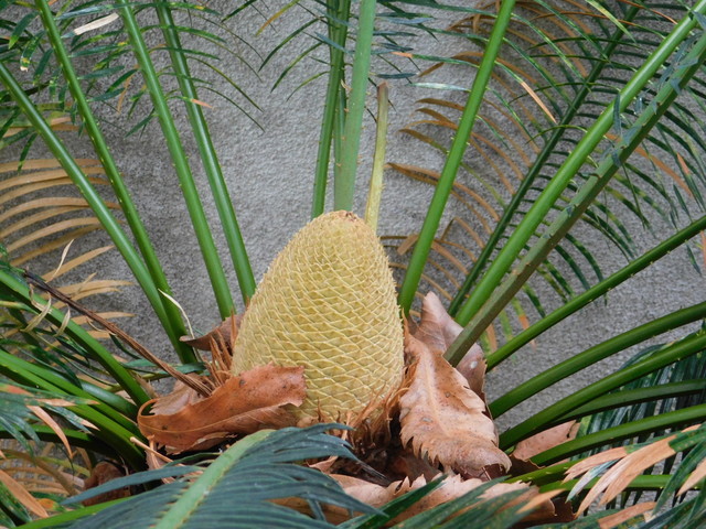 DSCN9084.JPG