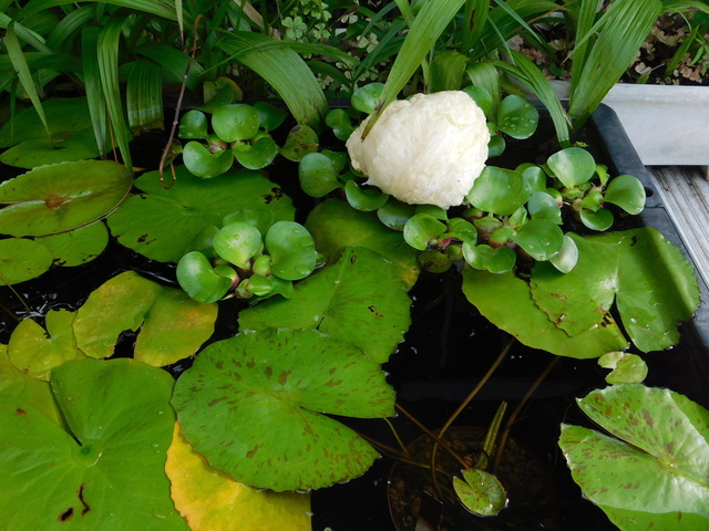 DSCN9263.JPG