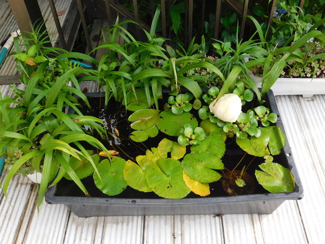 DSCN9265.JPG