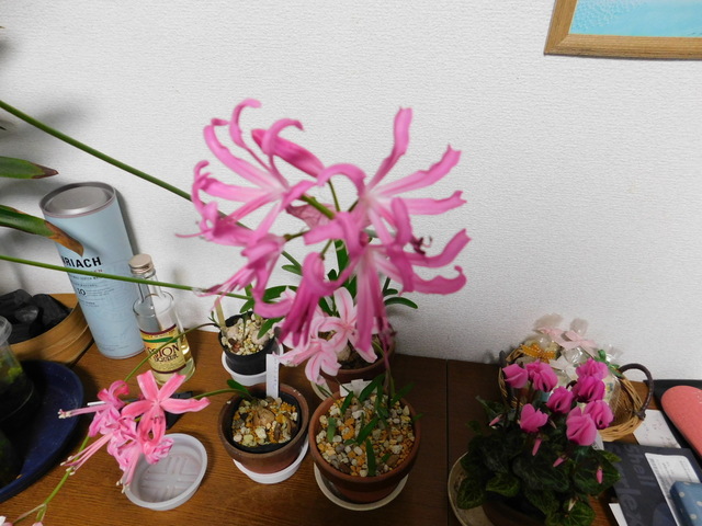 DSCN9274.JPG