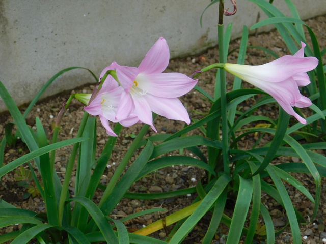 DSCN9293.JPG