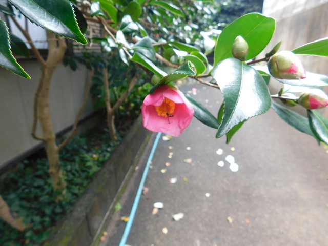 DSCN9467.JPG