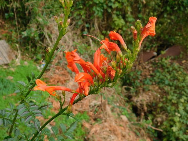 DSCN9471.JPG