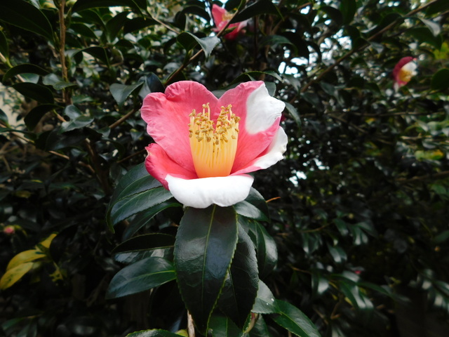 DSCN9619.JPG