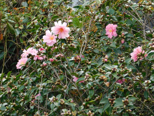 DSCN9630.JPG