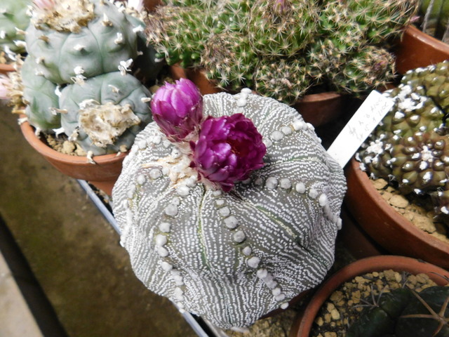 DSCN9690.JPG