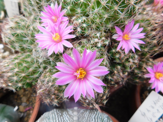 DSCN9705.JPG