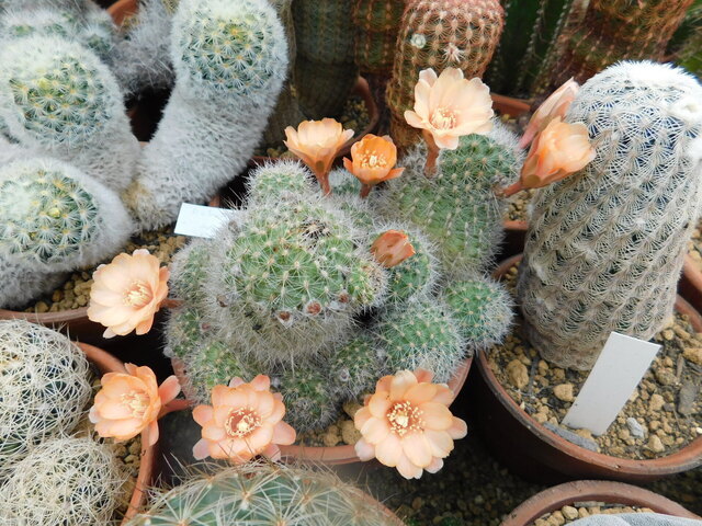 DSCN9711.JPG