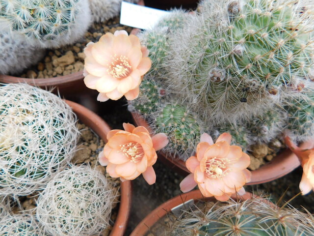 DSCN9712.JPG