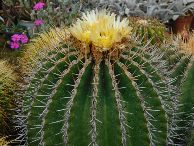 DSCN9732.JPG