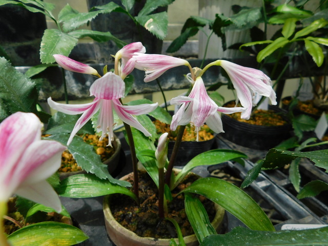 DSCN9774.JPG