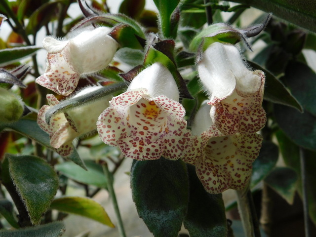 DSCN9780.JPG