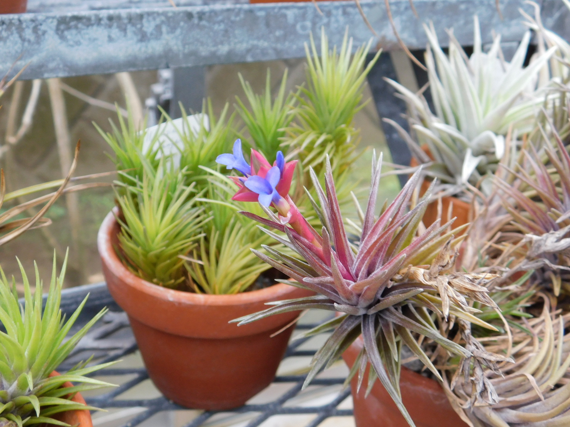 エンコリリウム Encholirium sp. (heloisae) Serra do Cipo， Minas Gerais， Brazil 山採り  原種 特別出品 2株｜花、園芸