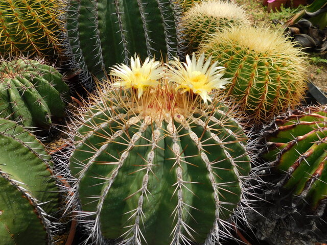 DSCN9853.JPG