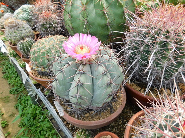 DSCN9863.JPG