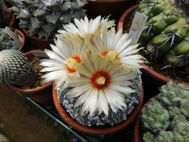 DSCN9868.JPG