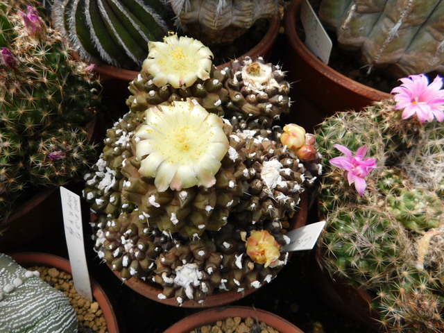 DSCN9870.JPG