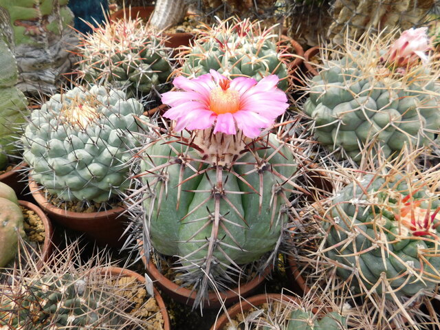 DSCN9880.JPG