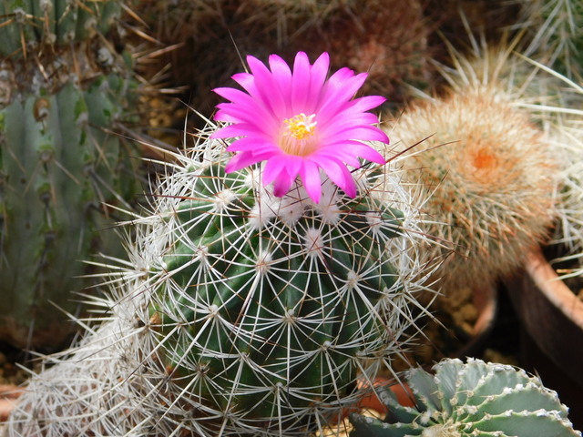 DSCN9888.JPG
