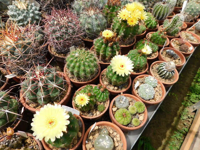 DSCN9900.JPG