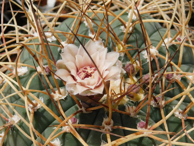 DSCN9906.JPG